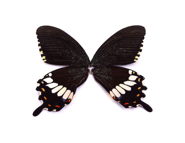 Black butterfly wing isolated on white