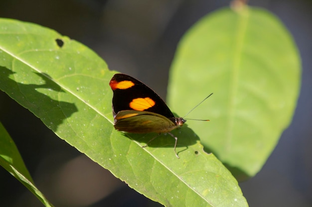 Foto farfalla nera con macchie arancioni su una foglia