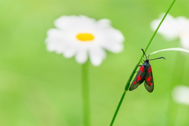 Black butterfly with red spots sits on green grass