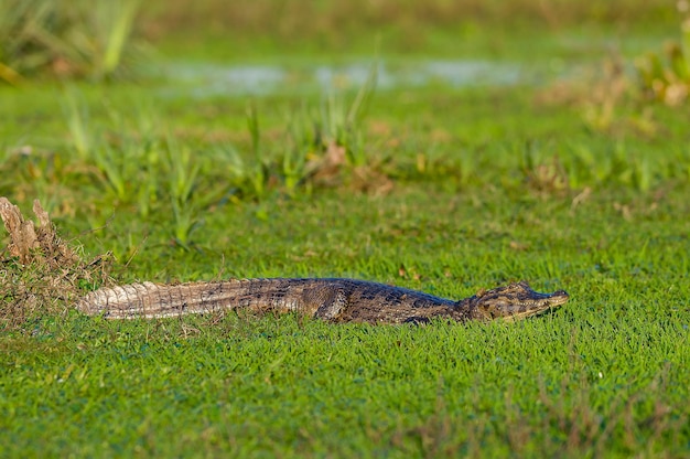 Black Caiman in marsh environment, Ibera National Park,  Argentina