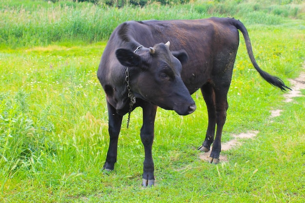 Black calf on the pasture