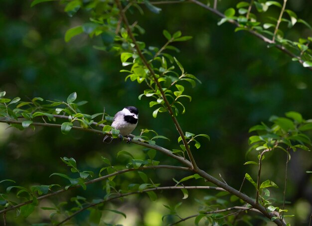Black-capped chickadee poecile atricapillus perched on a bush branch eating a seed