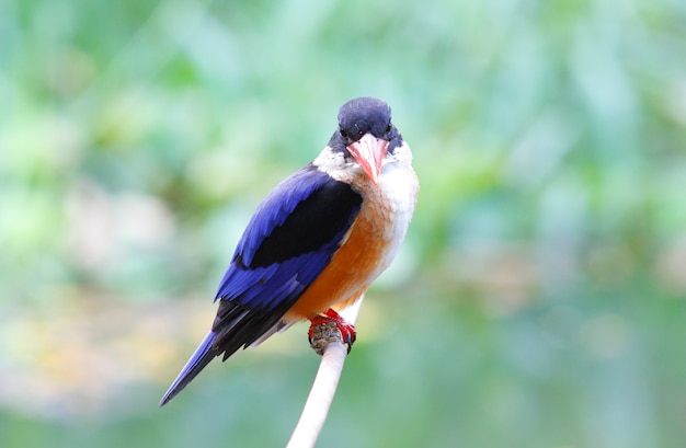 Photo black-capped kingfisher halcyon pileata beautiful birds of thailand