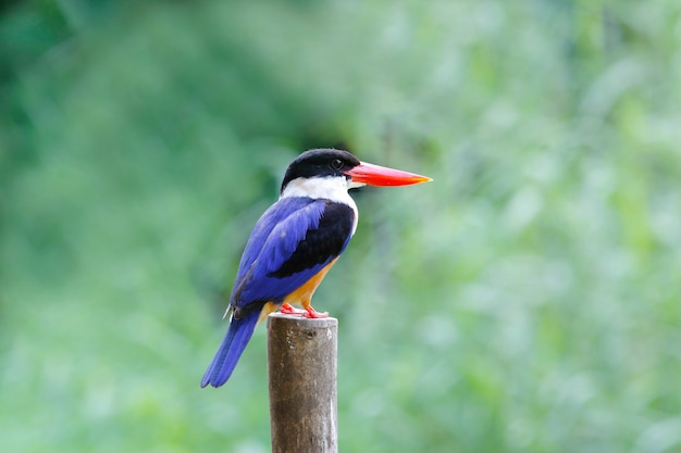 Black-capped Kingfisher Halcyon pileata Beautiful Birds of Thailand