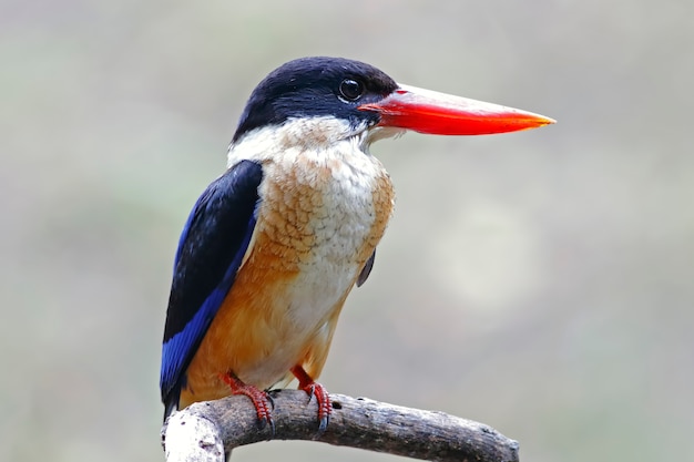 Black-capped Kingfisher Halcyon pileata Mooie vogels van Thailand