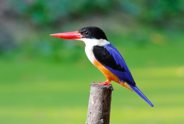 Black capped Kingfisher Halcyon pileata Mooie vogels van Thailand