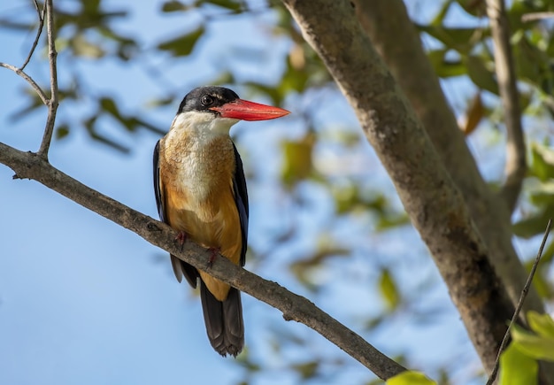 The black-capped kingfisher perching on tree branch , Thailand