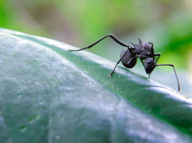 写真 葉の上の黒いオオアリ