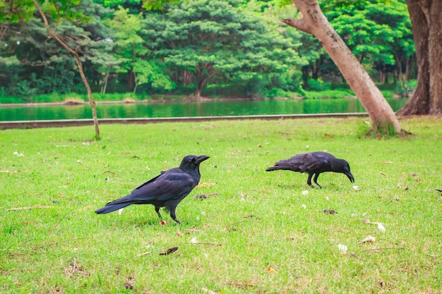 Черная ворона Каррона (Corvus corone).