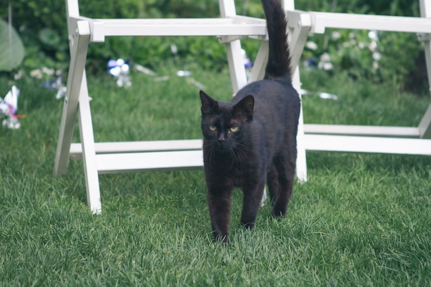 Gatto nero su uno sfondo di erba verde