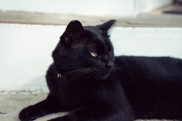 Black cat basking in the sun