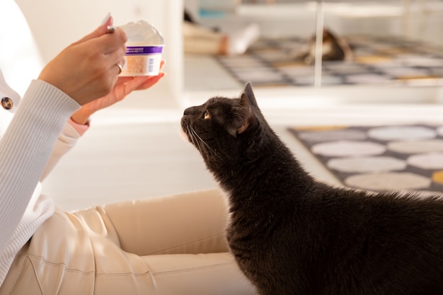 Il gatto nero chiede cibo dal suo proprietario che mangia yogurt