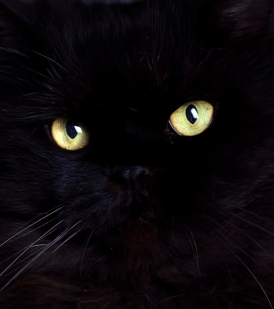 Черная кошка, кошачьи глаза, домашнее животное.