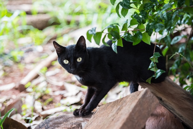 木の森の黒い猫