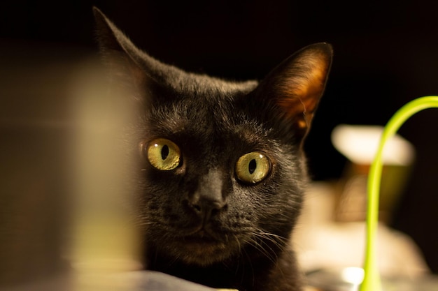 black cat going on camera among things on the desk