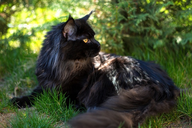 Black cat in the grass