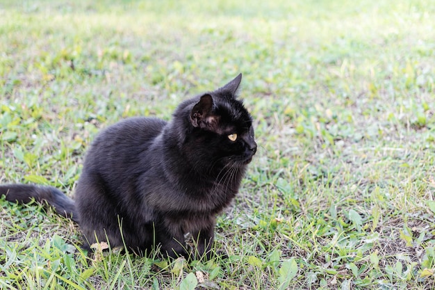 Black cat on green grass grass Closeup Pet on a walk