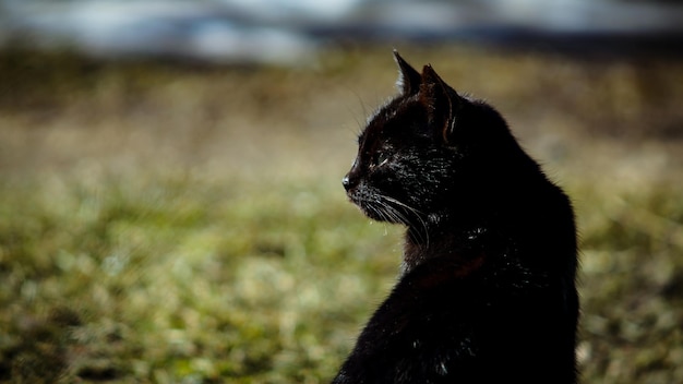 緑の芝生の上の黒い猫