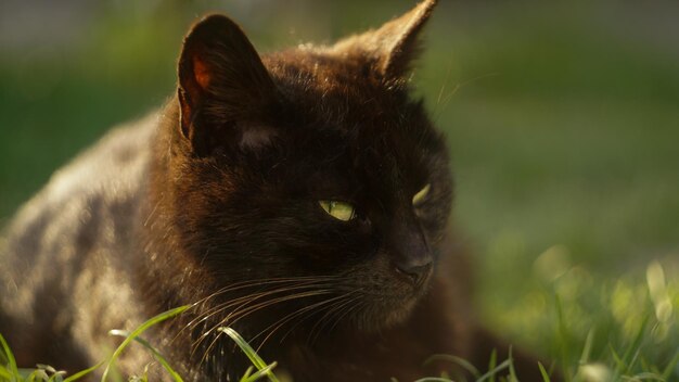 緑の芝生の上の黒い猫