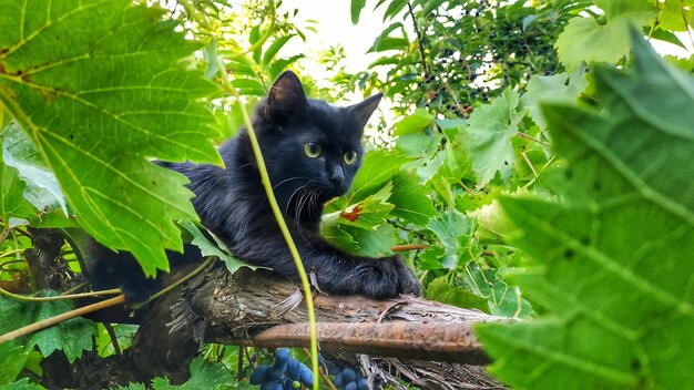 Black cat in a green plant