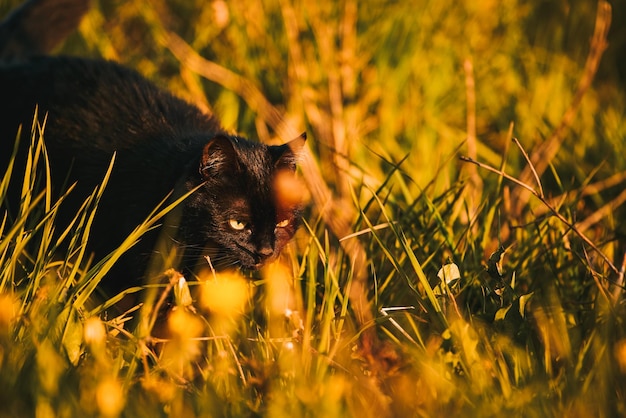 A black cat hunting in the field Beautiful black cat portrait with yellow eyes in nature Domestic cat walking in the grass