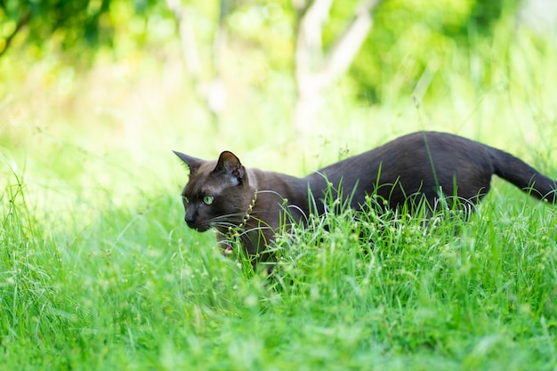 写真 庭の黒い猫