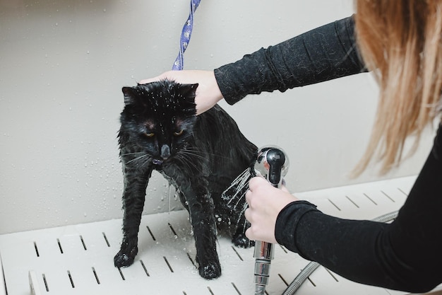 black cat is being washed in the bathroom Cat grooming concept