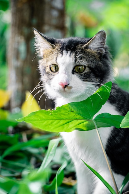 黒猫が庭で遊んでいる