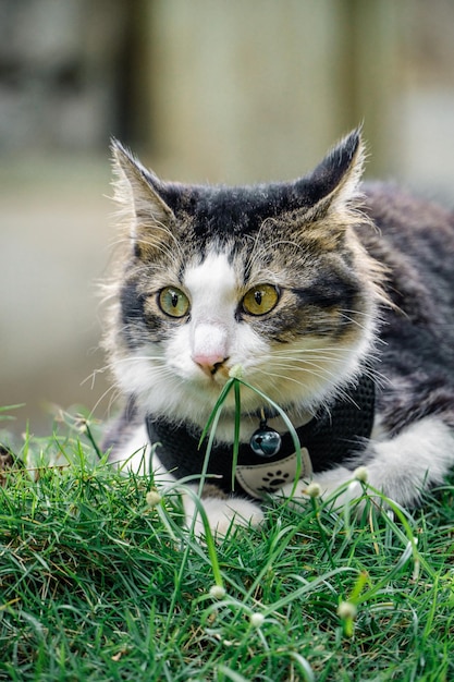 黒猫が庭で遊んでいる