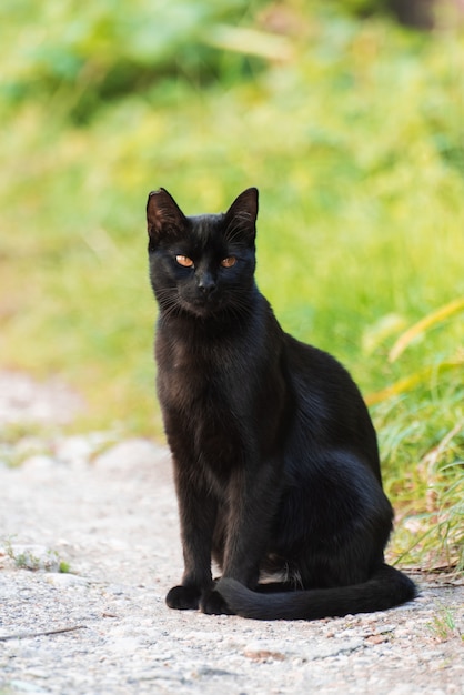 Черная кошка сидит на дорожке между травой