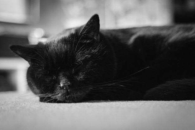 A black cat is sleeping on the floor with its eyes closed.