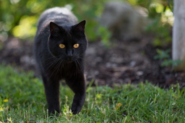 黒い猫が草の中を歩いています