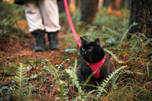 A black cat is walking with a red leash in the forest Domestic cat during the outdoor walk