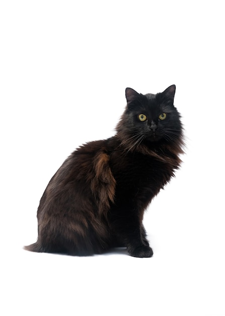 Black cat isolated on white background. Clipping path.