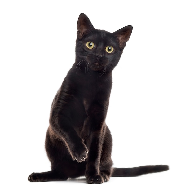 Black cat kitten looking at the camera with a paw up isolated on white