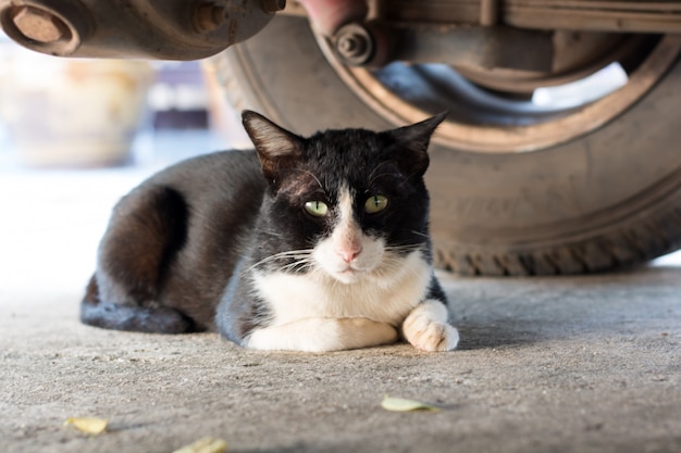 Black cat laying under a car