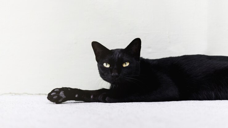 Black cat laying on the floor.