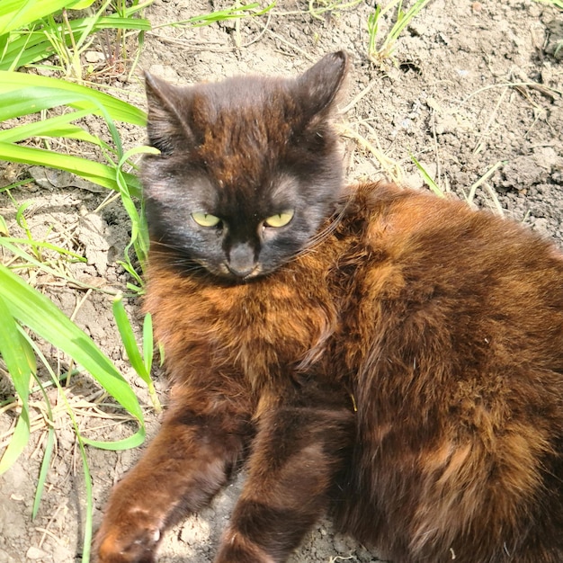 A black cat laying on its back on the ground