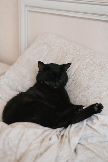 Black cat lies on the bed during the day and sleeps