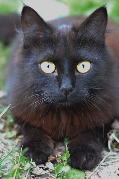 black cat lies in the grass