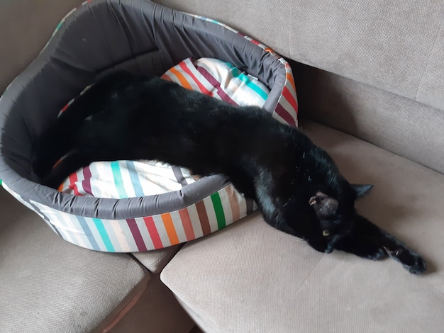 Черная кошка расслабленно лежит на кровати для домашних животных, свесив голову и лапы