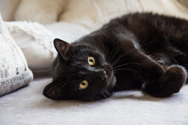 Black cat lies on a sofa on a light background in front of a big white teddy bear in the background