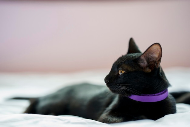 A black cat lies on a white bed and looks to the side