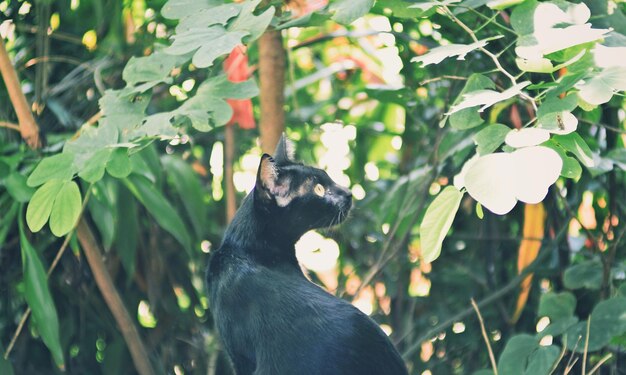 Black cat looking away