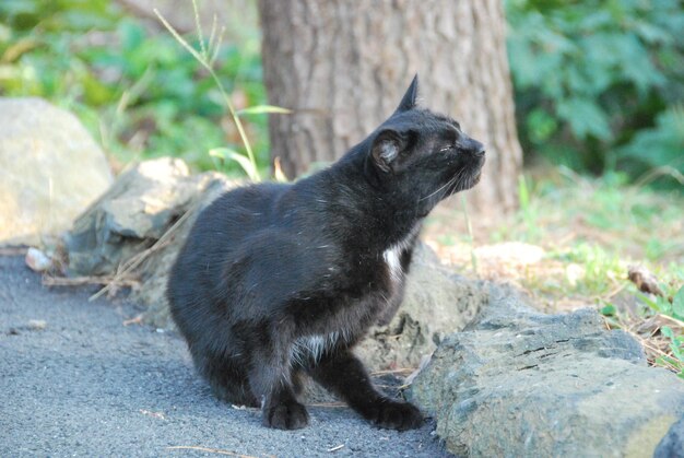 Foto gatto nero che guarda da un'altra parte