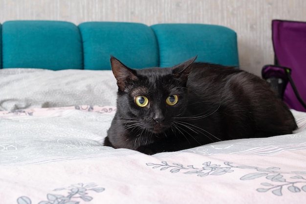 Gatto nero sdraiato sul letto in primo piano