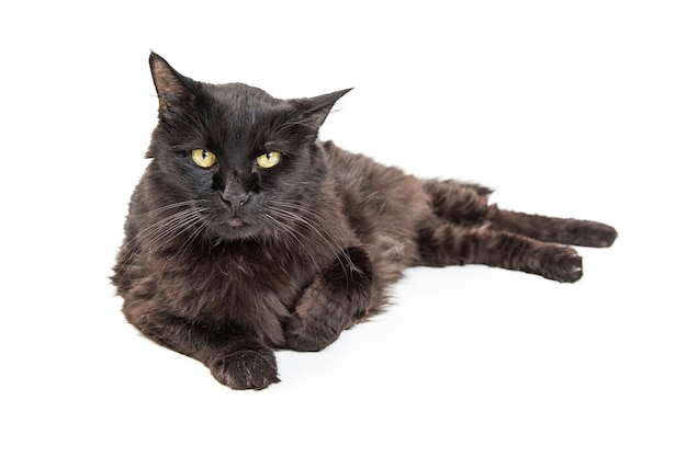 Black Cat Lying Down Looking at Camera