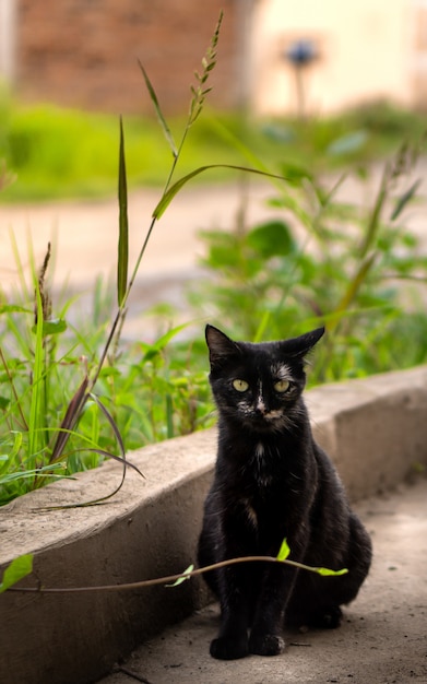 Black cat in nature