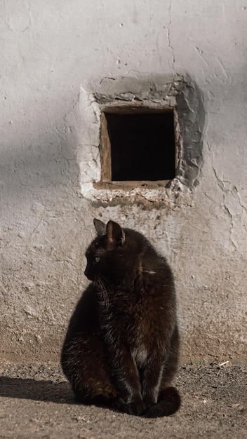 Black cat near the wall