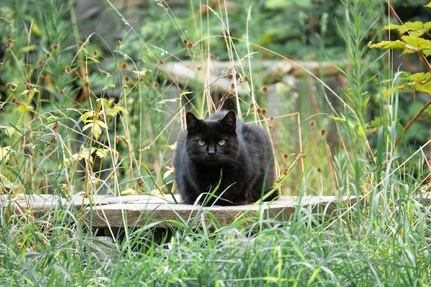 写真 黒猫の写真